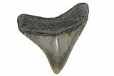Fossil Megalodon Tooth - North Carolina #379144-1